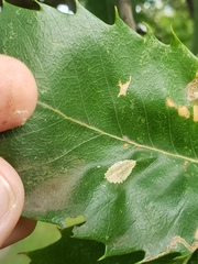 Phyllonorycter messaniella