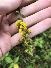 Solidago arguta
