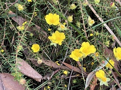 Hibbertia stricta