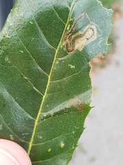 Phyllonorycter messaniella