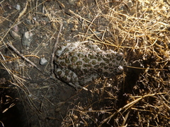 Bufotes viridis balearicus