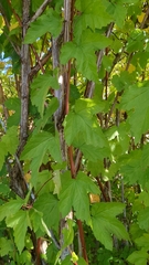 Physocarpus capitatus