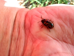 Calligrapha serpentina
