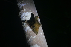 Galeopterus variegatus