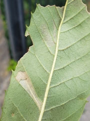 Phyllonorycter messaniella