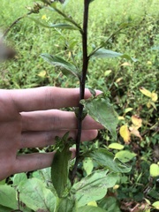 Solidago arguta