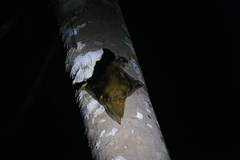 Galeopterus variegatus