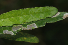 Coleophora peribenanderi