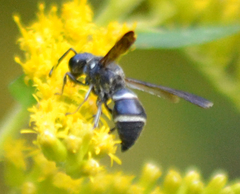 Euodynerus schwarzi