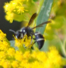 Euodynerus schwarzi