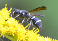 Euodynerus schwarzi
