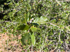Quercus berberidifolia