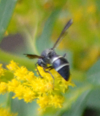 Euodynerus schwarzi