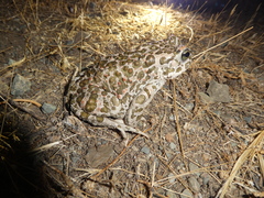 Bufotes viridis balearicus