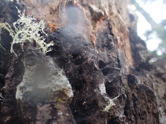 Eustilbum aureum