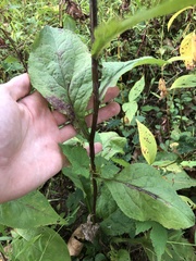 Solidago arguta