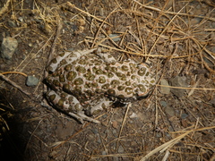 Bufotes viridis balearicus