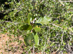 Quercus berberidifolia