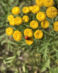 Coccinella quinquepunctata