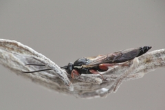 Metopiinae