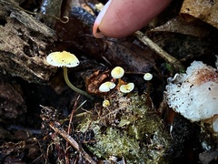 Mycena epipterygia