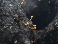 Eustilbum aureum
