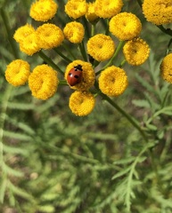 Coccinella quinquepunctata