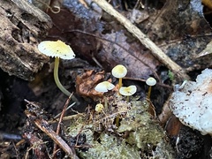 Mycena epipterygia