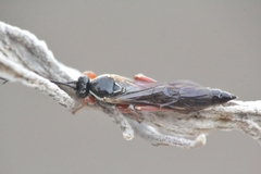 Metopiinae