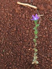 Triodanis