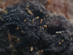 Eustilbum aureum