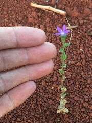 Triodanis