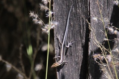 Cryptoblepharus pulcher