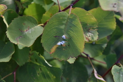 Blaesodiplosis