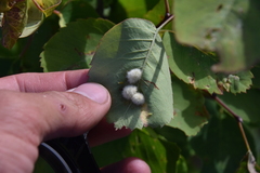 Blaesodiplosis