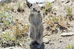 Urocitellus beldingi