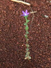 Triodanis