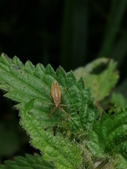 Nabis limbatus
