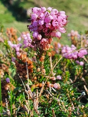 Erica vagans