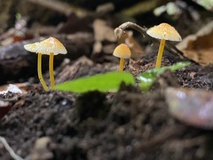 Mycena crocea