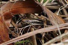 Oligosoma kokowai