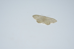 Idaea palaestinensis