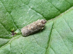 Synecdoche grisea