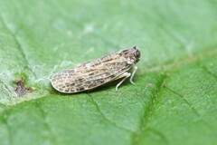 Synecdoche grisea