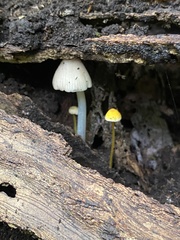 Mycena crocea