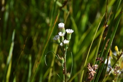 Erigeron lonchophyllus