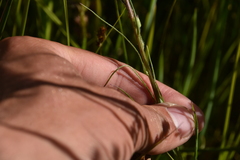 Erigeron lonchophyllus