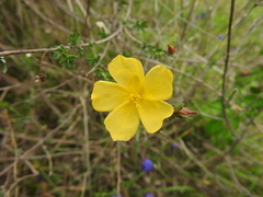 Fumana arabica