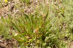 Veronica wyomingensis