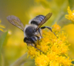 Megachile